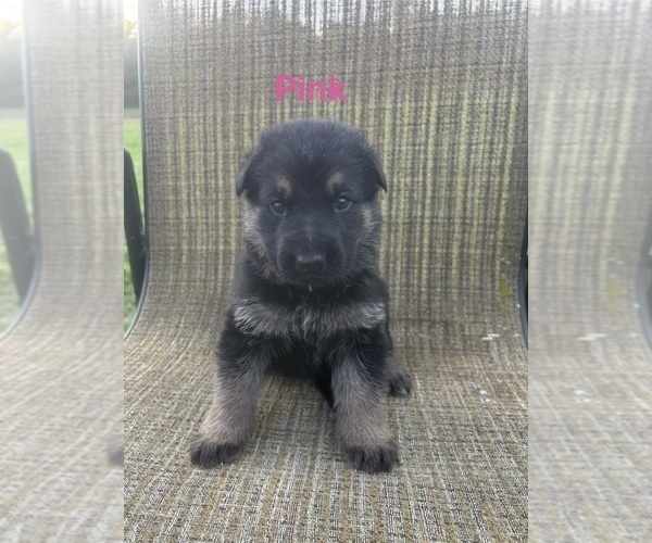 Medium Photo #2 German Shepherd Dog Puppy For Sale in SUMPTER TWP, MI, USA