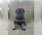 Small Photo #8 German Shepherd Dog Puppy For Sale in SUMPTER TWP, MI, USA