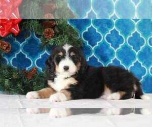 Bernedoodle Puppy for sale in APPLE CREEK, OH, USA