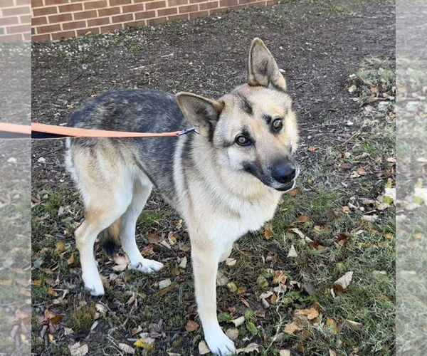 Medium Photo #3 German Shepherd Dog-Unknown Mix Puppy For Sale in Millersville, MD, USA