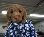 Small Photo #11 Goldendoodle Puppy For Sale in LENA, IL, USA