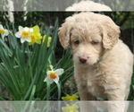 Puppy Teal Collar Goldendoodle (Miniature)