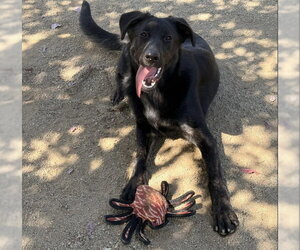 Labrador Retriever-Unknown Mix Dogs for adoption in Placerville, CA, USA