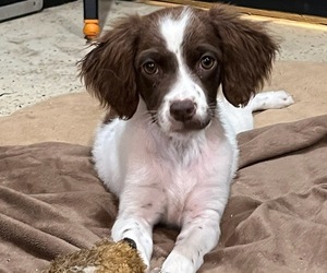 Brittany Puppy for sale in FITZGERALD, GA, USA