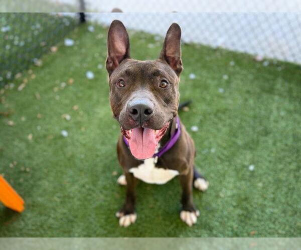 Medium Photo #1 American Staffordshire Terrier-Unknown Mix Puppy For Sale in Tavares, FL, USA