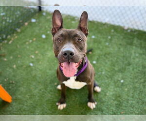 American Staffordshire Terrier-Unknown Mix Dogs for adoption in Tavares, FL, USA