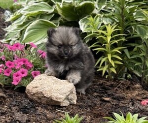 Pomeranian Puppy for sale in LUBLIN, WI, USA