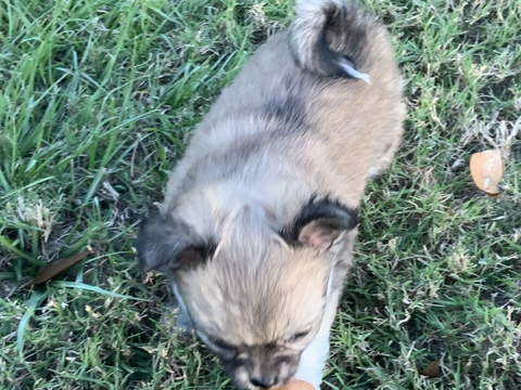 Medium Photo #3 Chihuahua Puppy For Sale in CHARLESTON, SC, USA