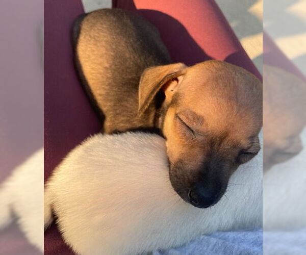 Medium Photo #2 Chihuahua-Unknown Mix Puppy For Sale in Plainfield, IL, USA