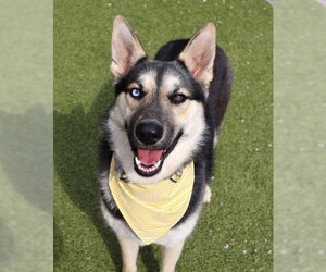 Gerberian Shepsky Dogs for adoption in Rockaway, NJ, USA