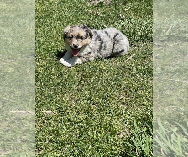 Medium Photo #2 Australian Shepherd Puppy For Sale in COAL VALLEY, IL, USA