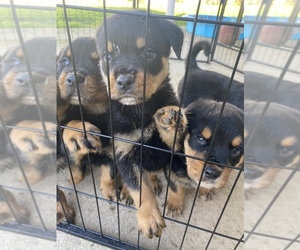 Rottweiler Puppy for sale in SACRAMENTO, CA, USA