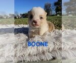 Puppy Boone American Corgi