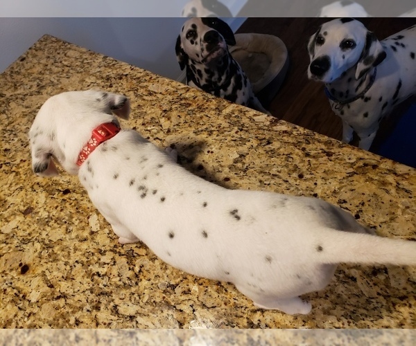 Medium Photo #2 Dalmatian Puppy For Sale in ARLINGTON, TX, USA