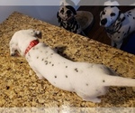 Small Photo #2 Dalmatian Puppy For Sale in ARLINGTON, TX, USA