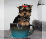 Small #2 Yorkshire Terrier