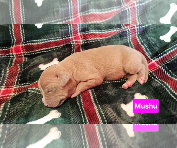 Medium Photo #3 American Pit Bull Terrier-Unknown Mix Puppy For Sale in Duluth, MN, USA