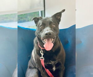 Labrador Retriever-Unknown Mix Dogs for adoption in Royal Palm Beach, FL, USA