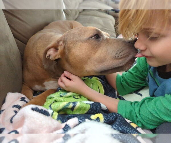 Medium Photo #2 American Pit Bull Terrier-American Staffordshire Terrier Mix Puppy For Sale in Chester, VA, USA