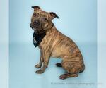 Small #2 American Pit Bull Terrier