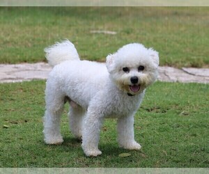 Father of the Bichon Frise puppies born on 09/12/2022