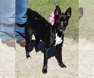 Australian Kelpie-Unknown Mix Dogs for adoption in Bandera, TX, USA