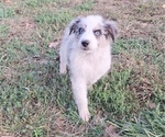 Puppy Comet Aussiedoodle-Australian Shepherd Mix