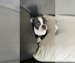 Small #1 Boston Terrier