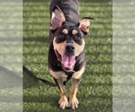 Small Rottweiler Mix
