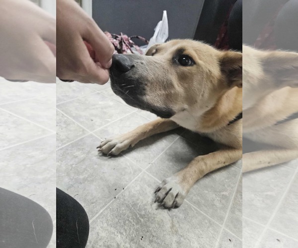 Medium Photo #6 Retriever -Unknown Mix Puppy For Sale in Rustburg, VA, USA