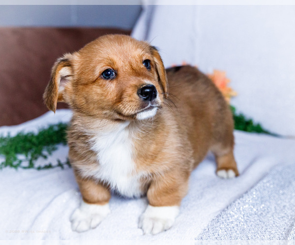 Medium Photo #7 Dorgi Puppy For Sale in WAKARUSA, IN, USA