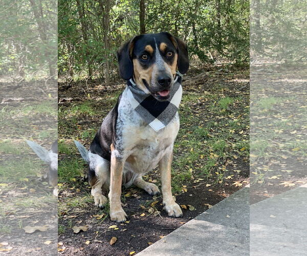 Medium Photo #3 Bluetick Coonhound Puppy For Sale in Denton, TX, USA