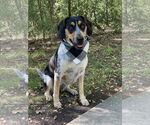 Small #2 Bluetick Coonhound