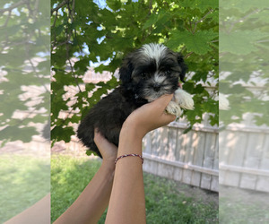 Havanese Puppy for sale in CAMBRIDGE, NE, USA