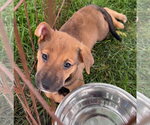 Small Labrador Retriever Mix