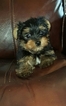 Small Photo #1 Yorkshire Terrier Puppy For Sale in NICHOLSON, GA, USA
