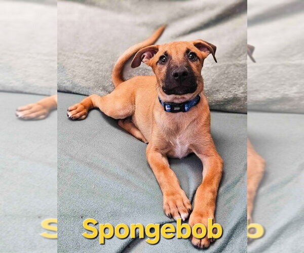 Medium Photo #1 Mutt Puppy For Sale in Maryville, TN, USA