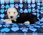 Small Photo #3 Old English Sheepdog Puppy For Sale in PORT DEPOSIT, MD, USA