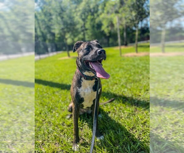 Medium Photo #4 - Mix Puppy For Sale in Tampa, FL, USA