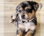 Small #1 Sheprador