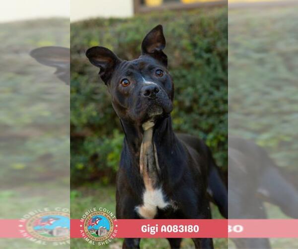 Medium Photo #2 Staffordshire Bull Terrier Puppy For Sale in Mobile, AL, USA