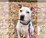 Small #2 American Pit Bull Terrier Mix