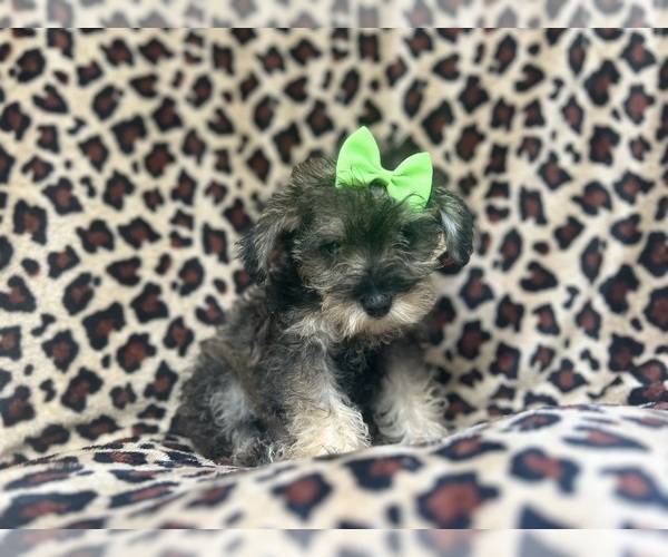 Medium Photo #3 Schnauzer (Miniature) Puppy For Sale in LAKELAND, FL, USA