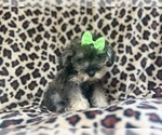 Small #2 Schnauzer (Miniature)
