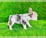 Small Photo #6 French Bulldog Puppy For Sale in CYPRESS, TX, USA