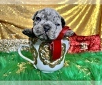Small Photo #53 French Bulldog Puppy For Sale in HAYWARD, CA, USA