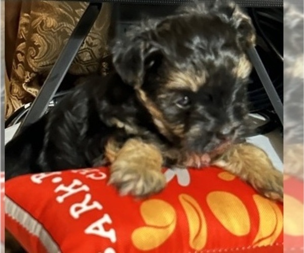 Medium Photo #1 Morkie Puppy For Sale in COLUMBIA, SC, USA