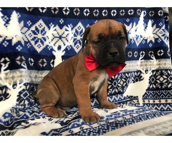 Medium Photo #9 Boerboel Puppy For Sale in CHRISTIANA, PA, USA