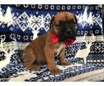 Small Photo #9 Boerboel Puppy For Sale in CHRISTIANA, PA, USA