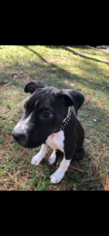 American Pit Bull Terrier-Unknown Mix Dogs for adoption in CENTERVILLE, GA, USA